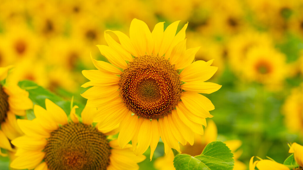 Current image: sunflowers waving in the wind
